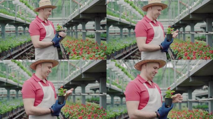 摄像机接近微笑的成年男子抚摸着盆栽中的红花绿叶。自信快乐的高加索生物学家戴着草帽照顾温室植物的侧视图