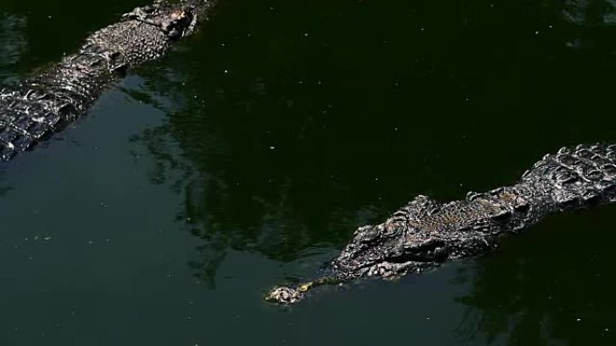 水中的鳄鱼