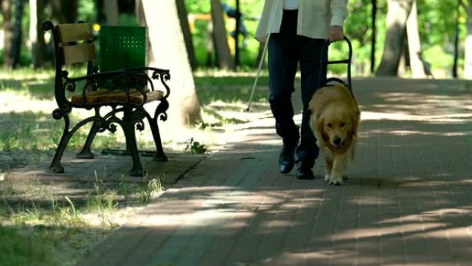 患有视觉障碍的人带着他受过专门训练的狗在公园散步，帮助