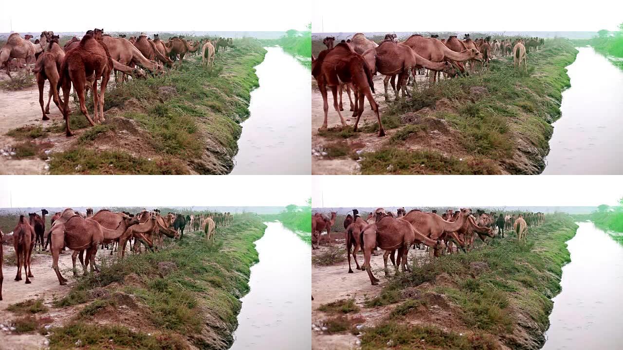 在大自然中放牧骆驼