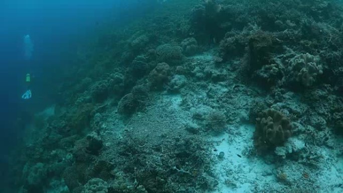 印尼拉贾安帕特水下潜水