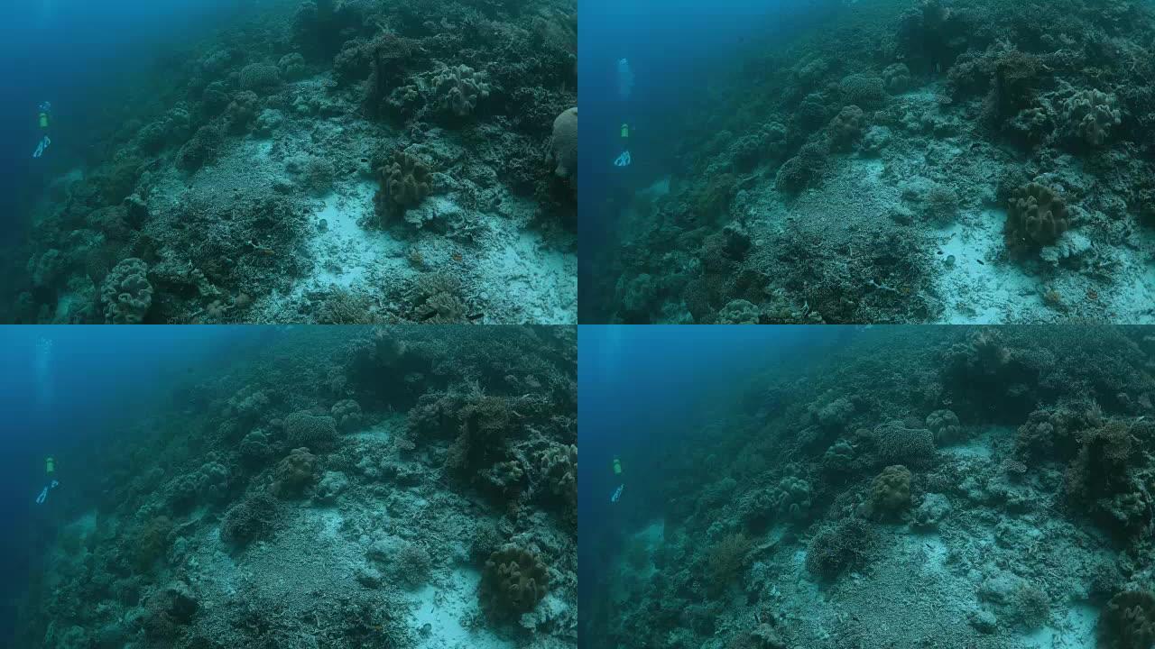 印尼拉贾安帕特水下潜水