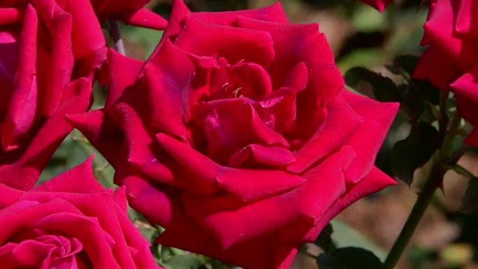 食用玫瑰的近景红玫瑰春天花开