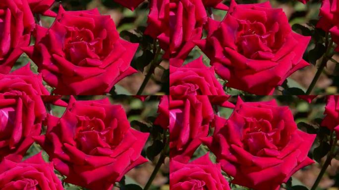 食用玫瑰的近景红玫瑰春天花开