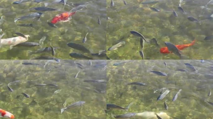 鱼在池塘里游泳。