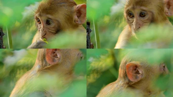 慢动作的恒河猴 (Macaca mulatta) 是旧世界猴子中最著名的物种之一。Ranthambo