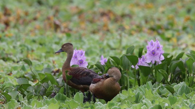 鲜花旁的国家保护动物栗树鸭