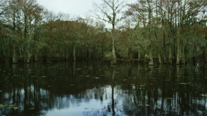 在阴暗的天空下，路易斯安那州南部的Atchafalaya河流域沼泽中覆盖着西班牙苔藓的柏树