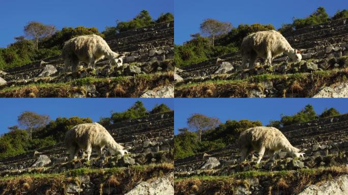秘鲁马丘比丘的羊驼