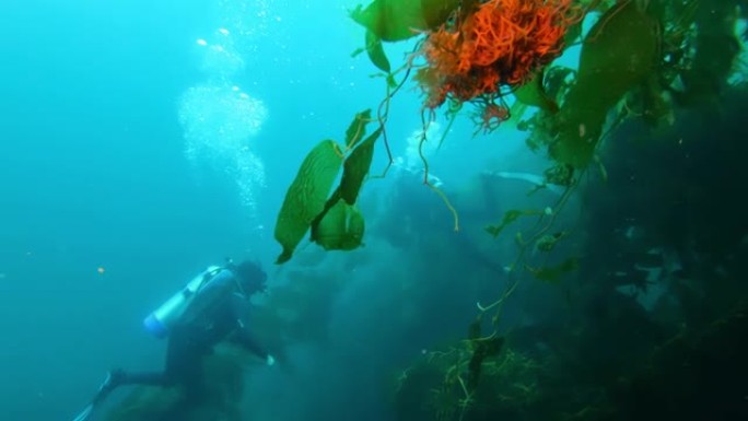 五颜六色的鱼在碧绿的水中游泳。鱼和潜水员在海洋中的巨型海带森林中游泳
