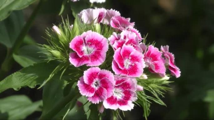 土耳其康乃馨花 (拉丁语.Dianthus barbatus)