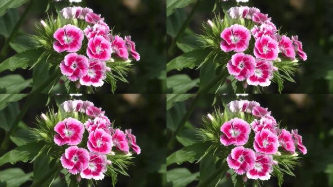 土耳其康乃馨花 (拉丁语.Dianthus barbatus)