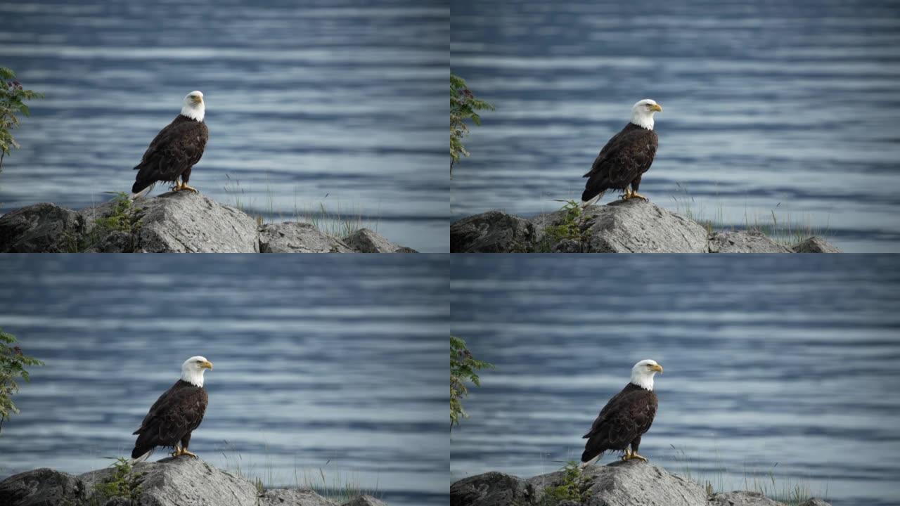在靠近水的岩石上近距离观察秃鹰