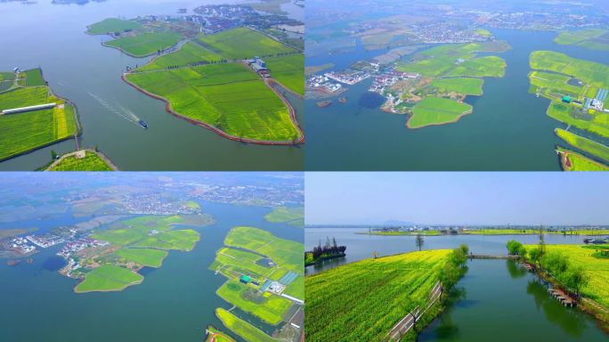 绍兴东鉴湖油菜花田航拍