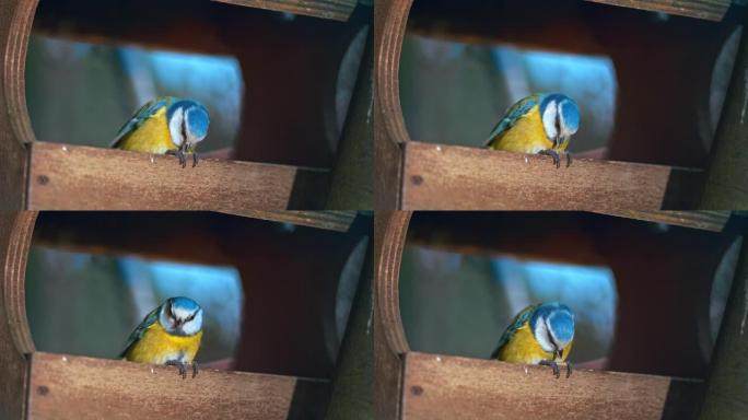 SLO MO LD欧亚蓝山雀鸟在喂鸟器中用喙打开种子