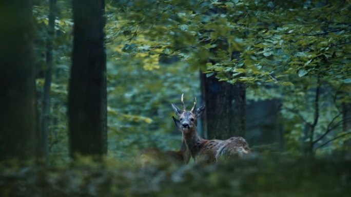 鹿在树林里的慢动作镜头