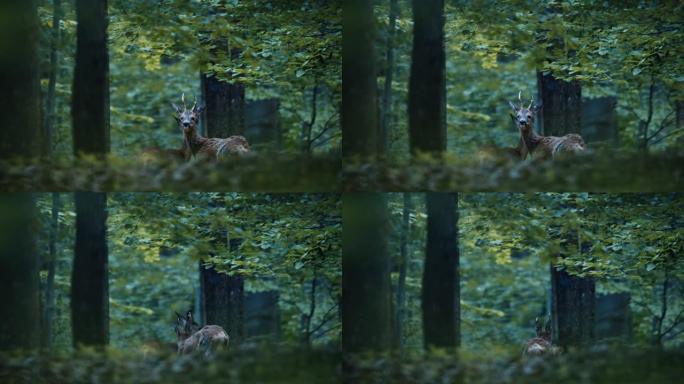 鹿在树林里的慢动作镜头