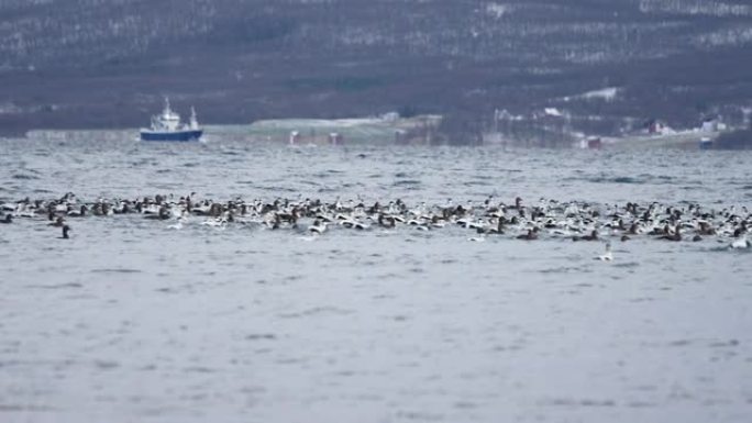 挪威的户外风景: 北极圈上的峡湾eider鸟