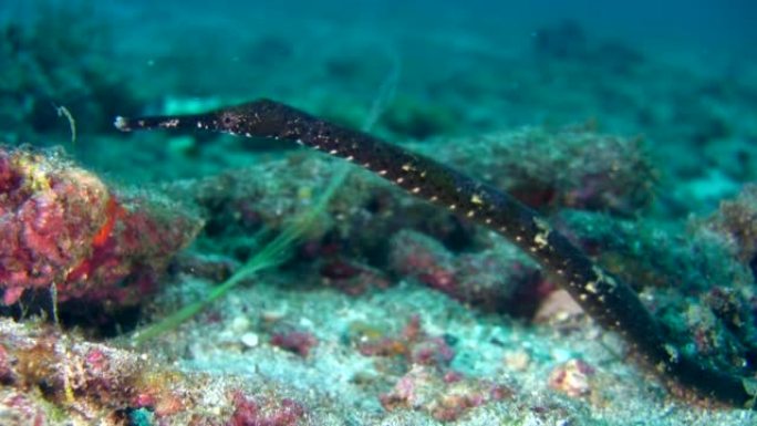 弯棍或双端管鱼 (Trachyrhamphus bicoarctatus)