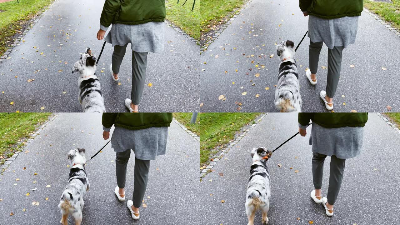 SLO MO TS幼犬在其主人的皮带上行走