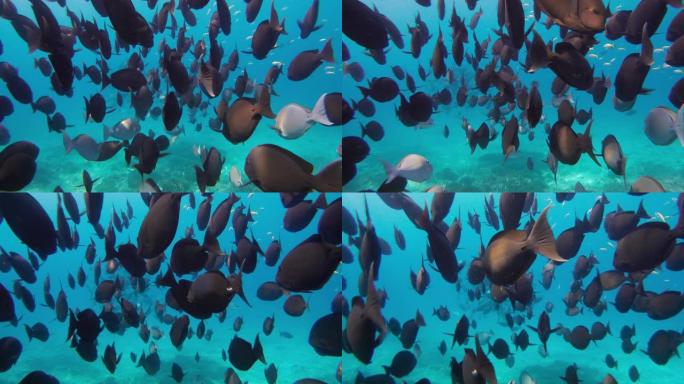 暗礁附近一群黑鱼的水下视图