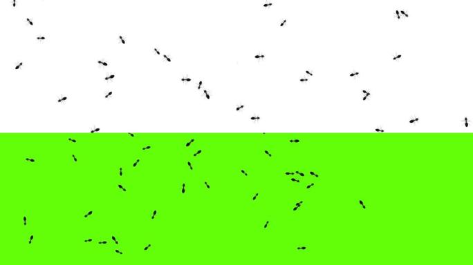 蚂蚁昆虫随机行走爬过绿屏白色背景动画。