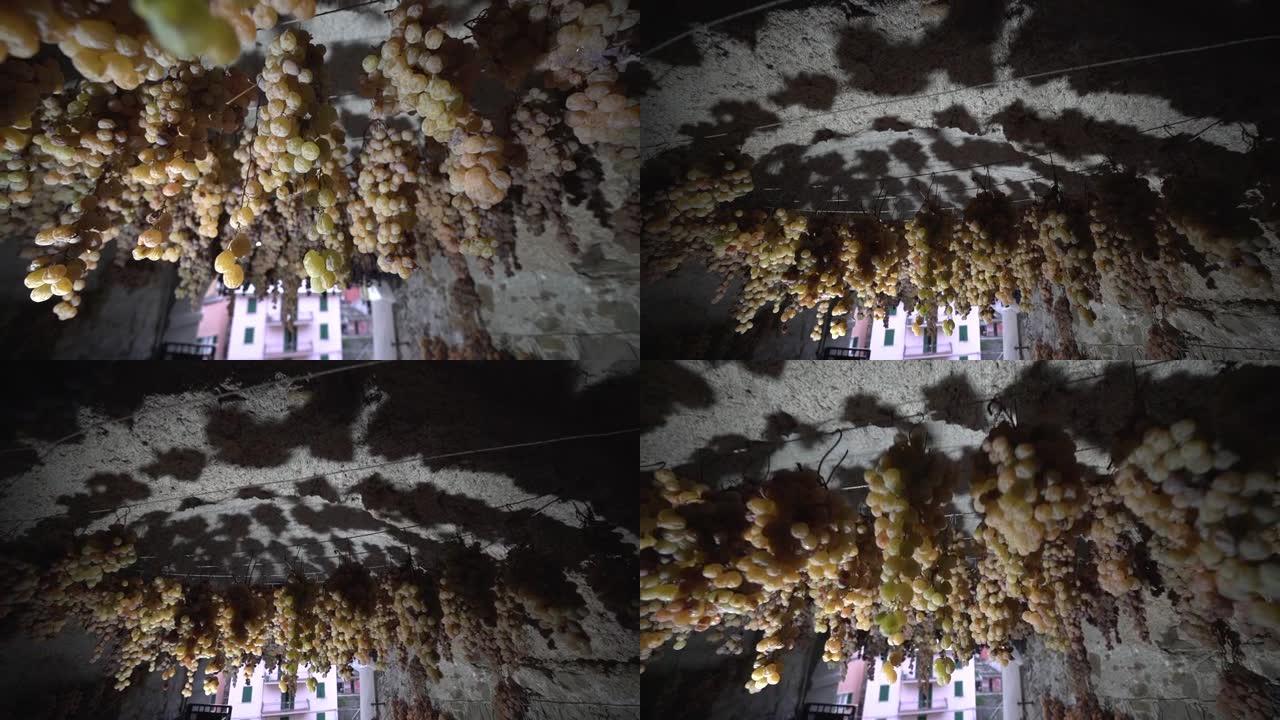 向上看悬挂在古老屋顶上的葡萄