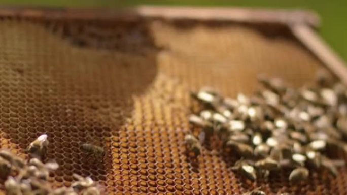 蜂窝上勤劳的蜜蜂。提取蜂蜜