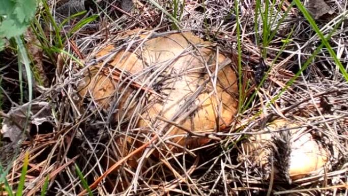 秋天森林中的白松蘑菇。白菇 (或博罗维克) 是蘑菇王国中的沙皇。