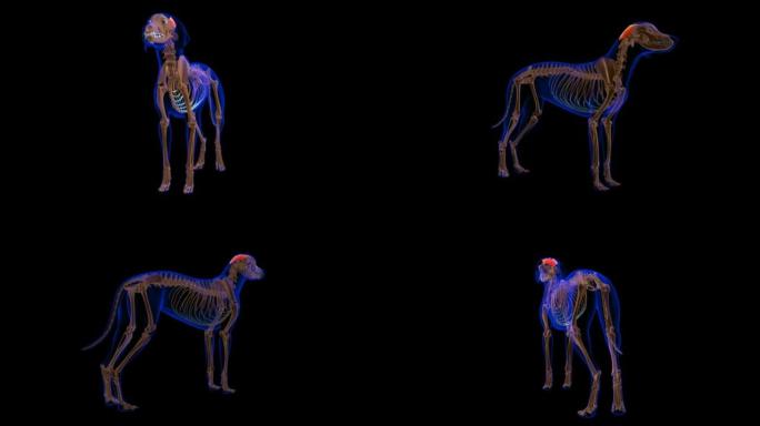 颈耳浅肌狗肌肉解剖医学概念可环3D动画