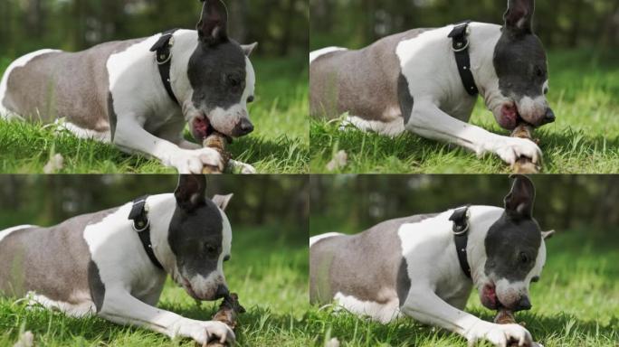 狗在草地上嚼棍子娱乐狗粮美味视频素材