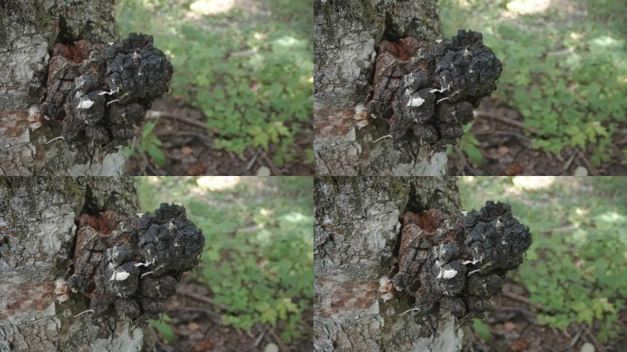 爱沙尼亚树干上的一个巨大的黑色chaga蘑菇