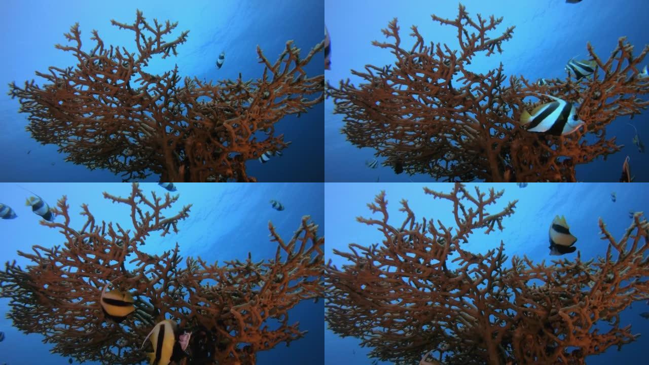 热带珊瑚礁蝴蝶鱼