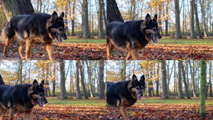 秋天散步的狗。在公园里播撒秋叶。鞋子的特写镜头。秋日的阳光照亮了秋叶。