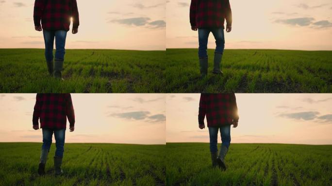 一个农民穿着橡胶靴的腿的特写镜头在日落时慢动作地穿过田野，里面有绿色的谷物和小麦芽。收割场