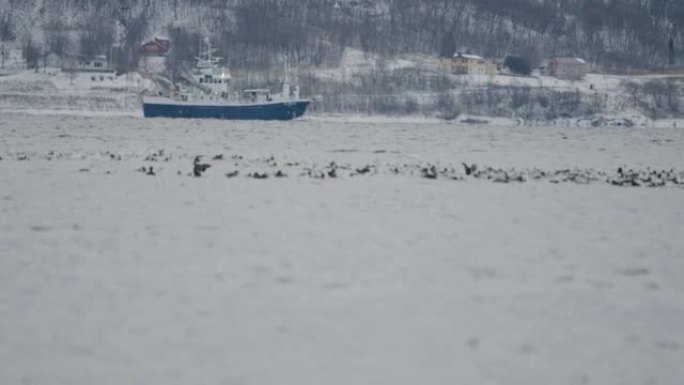 挪威的户外风景: 北极圈上的峡湾eider鸟