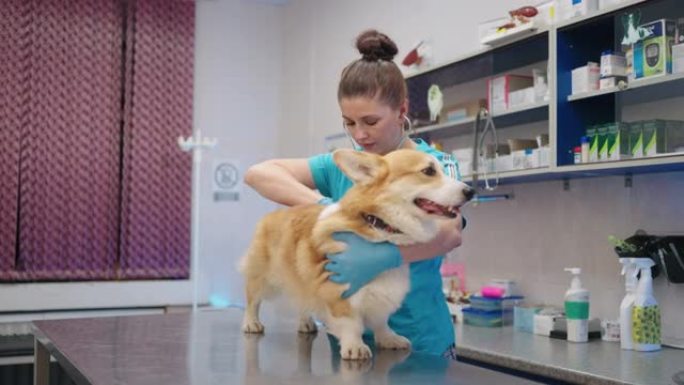 女兽医正在兽医诊所检查有趣的柯基犬，兽医和宠物保健