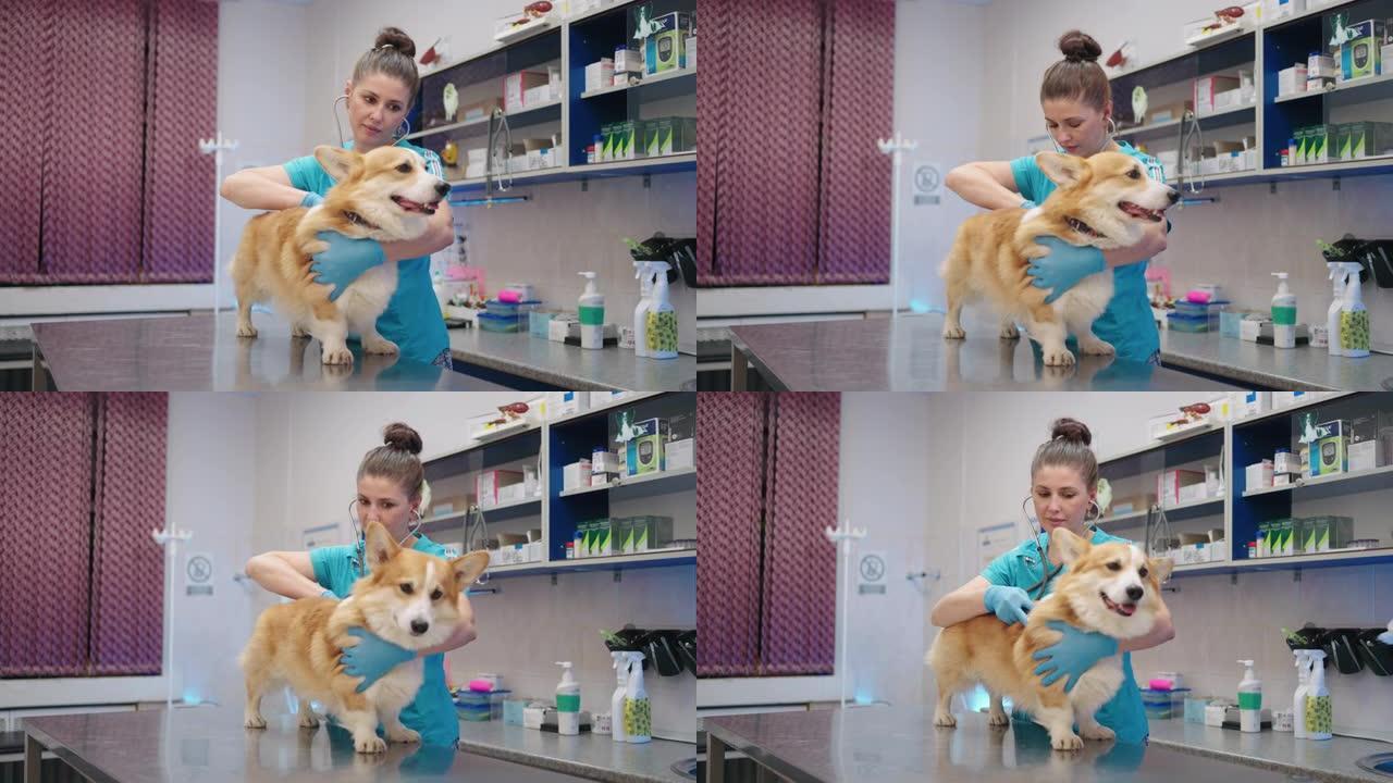 女兽医正在兽医诊所检查有趣的柯基犬，兽医和宠物保健