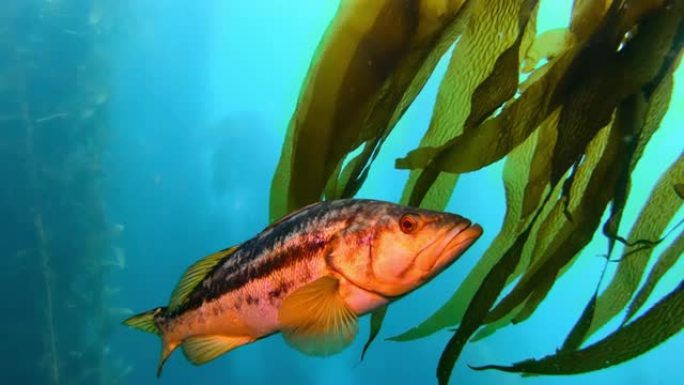五颜六色的鱼在碧绿的水中游泳。橙色鱼和潜水员在海洋中的巨型海带森林中游泳