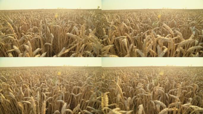 小麦收成不好。干燥破裂的地面。烈日下的农业领域。阳光下薄粒穗。贫困。收成不好。干旱
