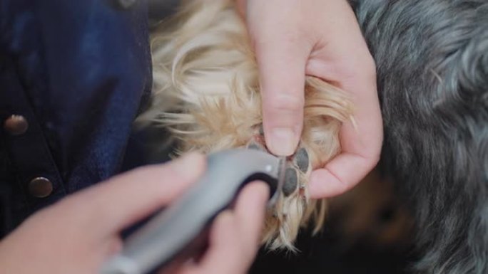 用特殊的剪刀、美容师或主人在狗爪上剪毛是在爪垫上剪毛，特写