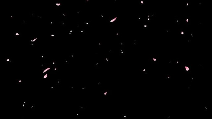 跳舞的樱花花瓣的图像视频 [循环，透明]