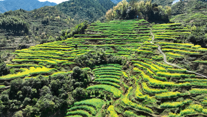 春天油菜花梯田航拍祖国大好河山