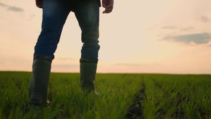 沿着穿着靴子的雄性农民的脚穿过田野上向日葵的绿色小芽。年轻人的腿踩在草地上的干燥土壤上。低角度视图特