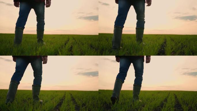 沿着穿着靴子的雄性农民的脚穿过田野上向日葵的绿色小芽。年轻人的腿踩在草地上的干燥土壤上。低角度视图特