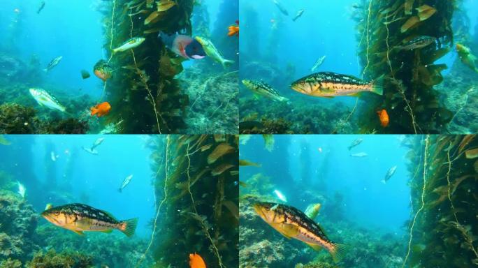 五颜六色的鱼在碧绿的水中游泳。加里波第鱼在海洋中美丽的珊瑚礁中