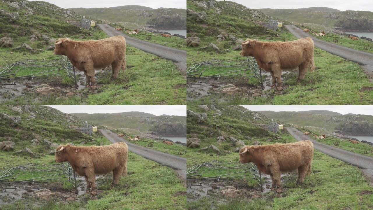 沿海岬角上的高地牛