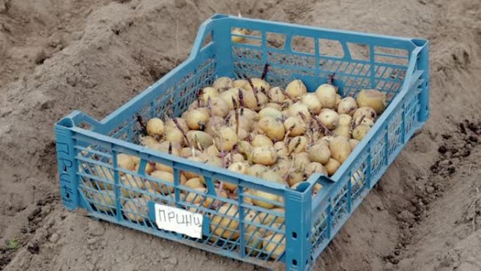 在地面上的塑料盒中种植发芽豆芽的土豆。翻译王子。发芽的种薯。马铃薯块茎的幼苗。农业的概念，种植蔬菜。