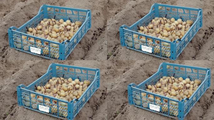 在地面上的塑料盒中种植发芽豆芽的土豆。翻译王子。发芽的种薯。马铃薯块茎的幼苗。农业的概念，种植蔬菜。