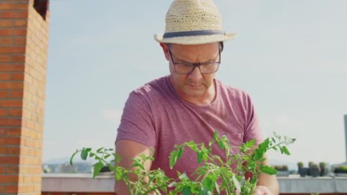 SLO MO Man在屋顶花园照顾番茄植物